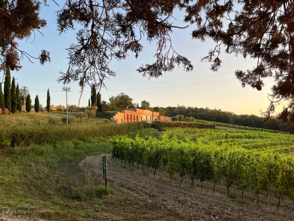 Vigna Fibbiano – Terricciola
